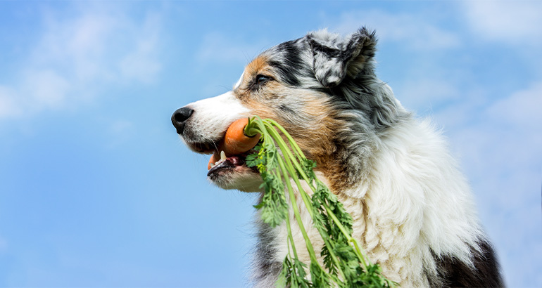 BARF Fit Gemüse Pesto