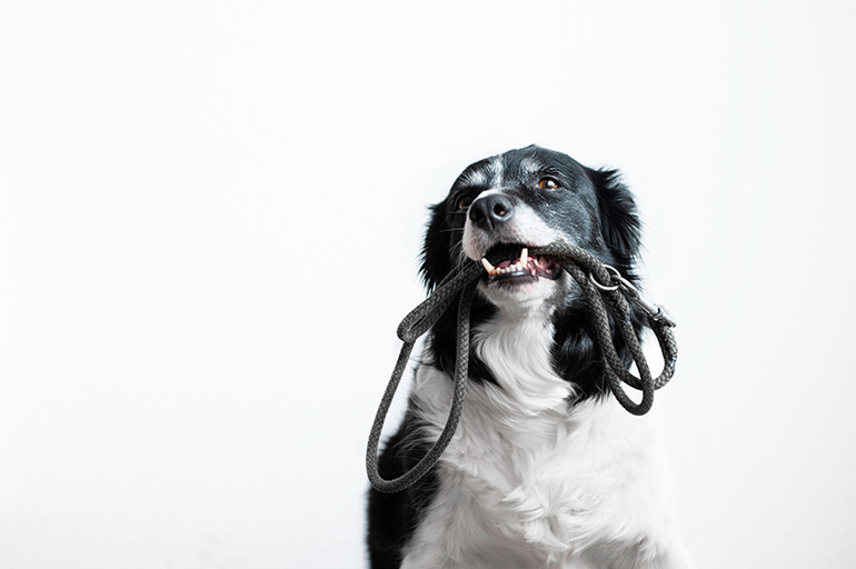 BARF Fit Zubehör Halsband